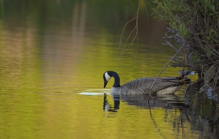 duck blick